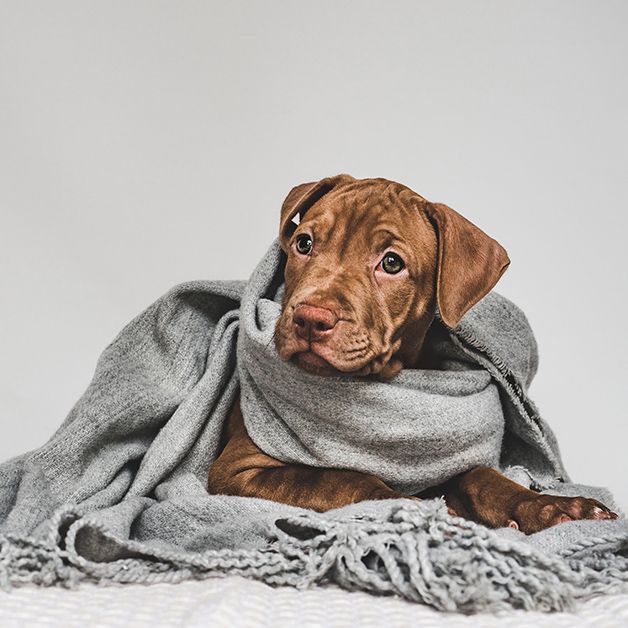 PROTEGER PERRO FRIO VETERINARIO FUENGIROLA
